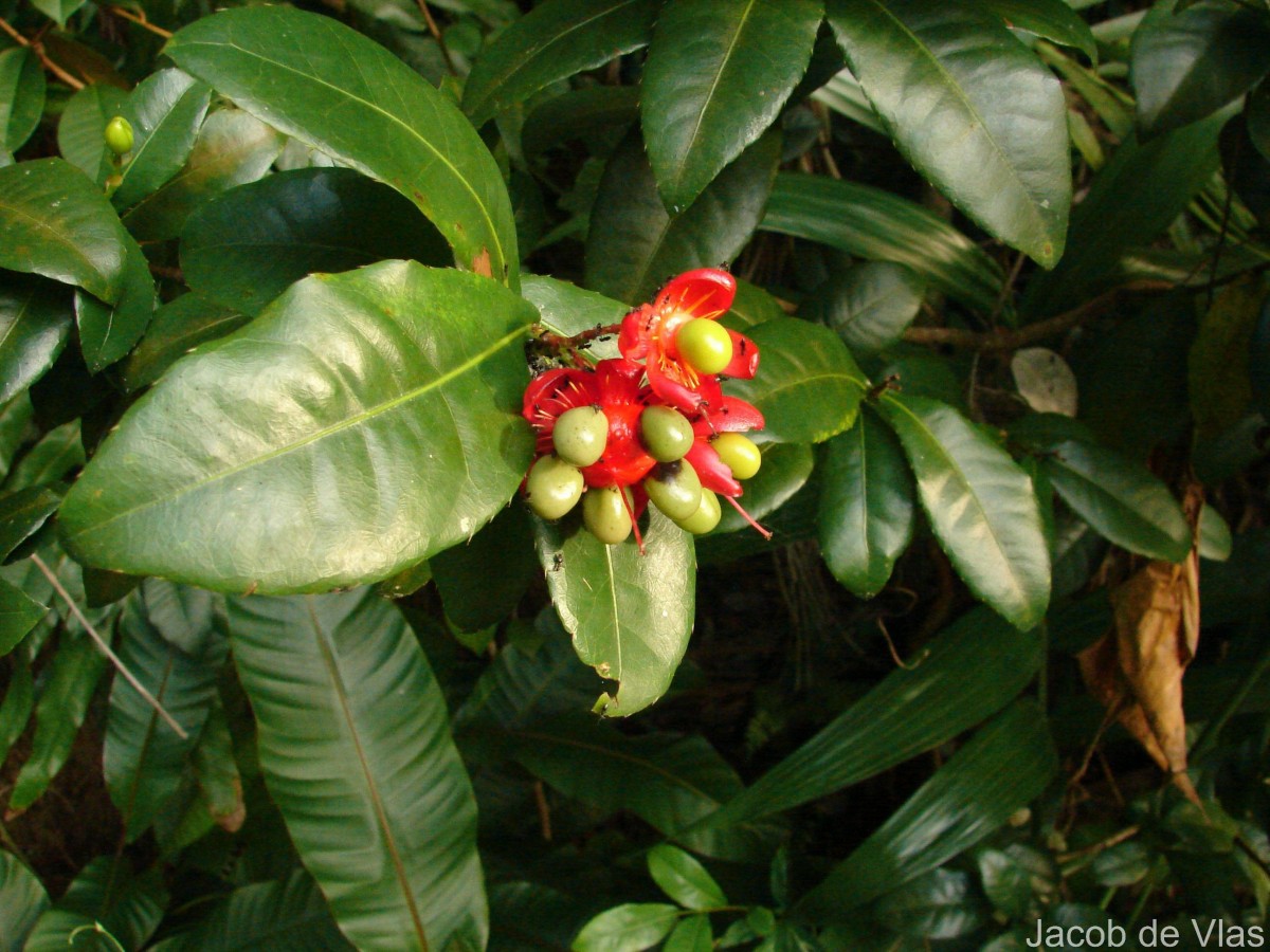 Ochna thomasiana Engl. & Gilg